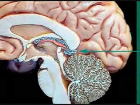 pineal gland awareness + awakening third eye