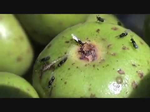 Fig wasps (Agaonidae) leaving syconia of Ficus cf. luschnathiana (Moraceae)