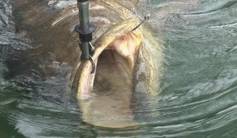 Going To Work! Giant Goliath Grouper Jewfish Chew On This Fishing Shows Videos