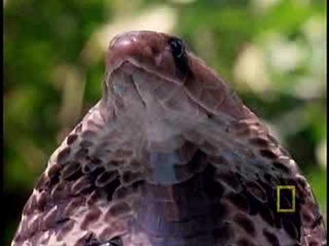 Cobra vs. Monitor Lizard