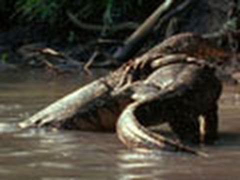 Water Monitor Lizard Wrestling