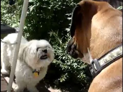 My Shih Tzu Won't Take Any Crap From A Boxer