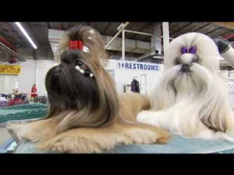 Dogs 101 Shih Tzu