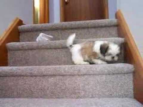 shih tzu tibets First steps on stairs