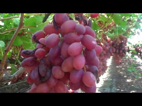 Beautiful Crimson seedless grapes on the Vine in the Vineyard