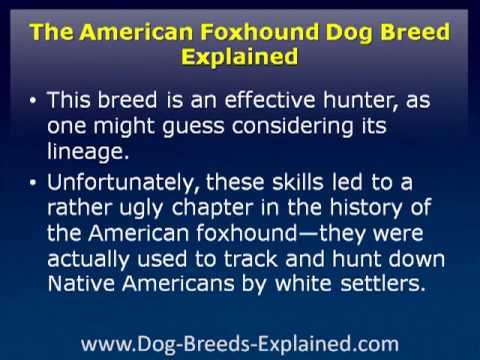 American Foxhound Dog Breed Explained