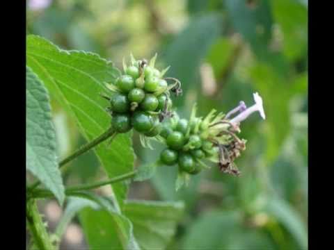 Invasive Alien Flora of India used in Traditional Healing. Part-1