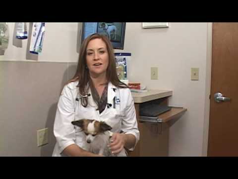 Dog Health Treatment & Advice : How to Treat & Prevent Your Dog's Dry, Itchy Skin