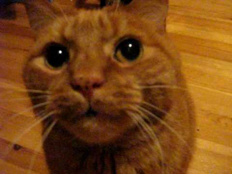 Cat meowing and purring