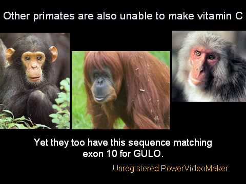 Evidence for Evolution, Part II