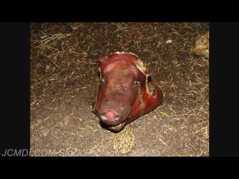 Pig Head/Squirrel Attack! Time Lapse Forensic Decomposition Study 720p HD