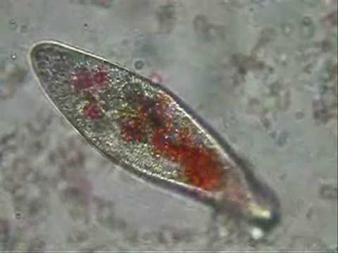 Paramecium eating pigmented yeast