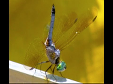 DRAGONFLY SEX Algae Casio EXILIM Pro EX-F1 at 300 fps