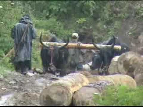 Tibetan Subsistance Logging with Dzo, yak hybrid