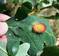 Hedgehog gall on white oak