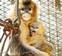 Golden Monkeys Under Better Protection in China Kxinhua2u