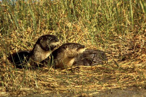 The species inhabits coastal areas, such as marshland.