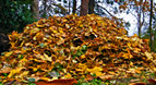 A Pile of Leaves