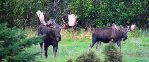 moose travel spots