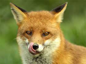 'Yum, yum, yum,' said a fox
