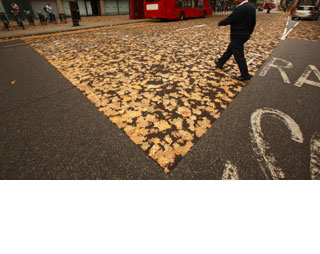 leaf carpet