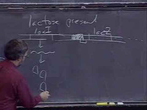 Lec 14 | MIT 7.014 Introductory Biology, Spring 2005