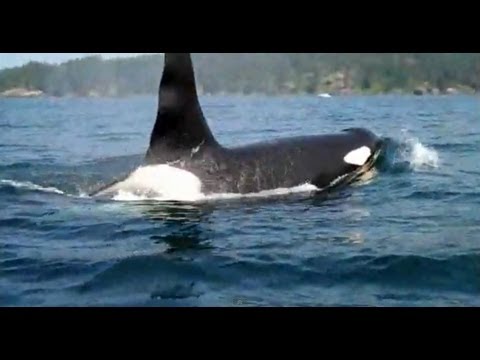 Kayaking and a VERY close experience with Killer Whales in Sooke, BC