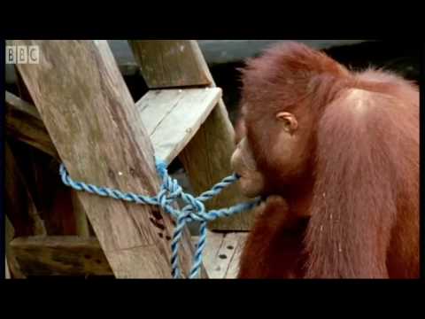 Attenborough: Amazing DIY Orangutans - BBC Earth