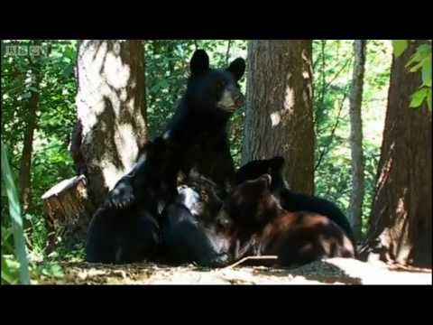 Black Bear Mother and Cubs - Bears - Spy in the Woods - BBC