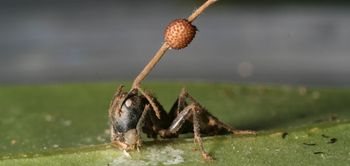 Ant