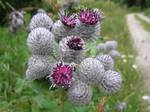 Burdock is any of a group of biennial thistles in the genus Arctium, family Asteraceae. Native to the Old World, several species have been widely introduced worldwide.[2]