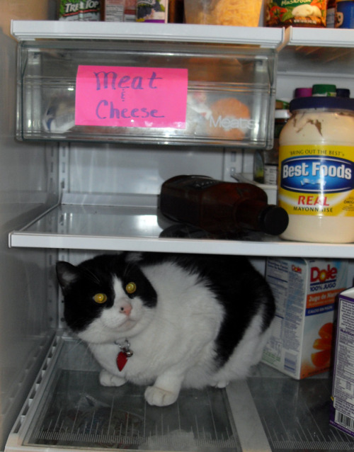 cat in fridge