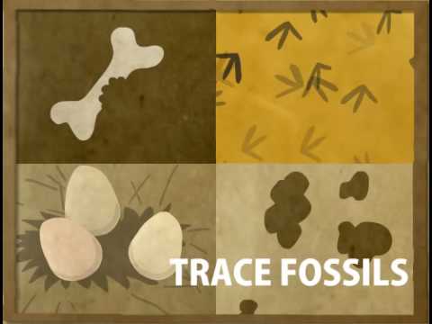 How Fossils Are Formed