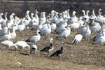 C.c. atlanticus, spring migration, blue morphs in foreground, Alexandria, Ontario.