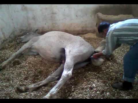 Horse giving birth