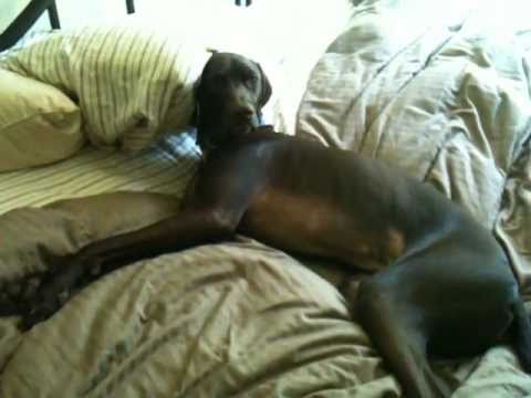 German Shorthaired Pointer Dog Hates Alarm Clock