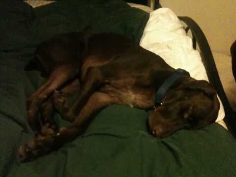 German Shorthaired Pointer Dog Dreaming