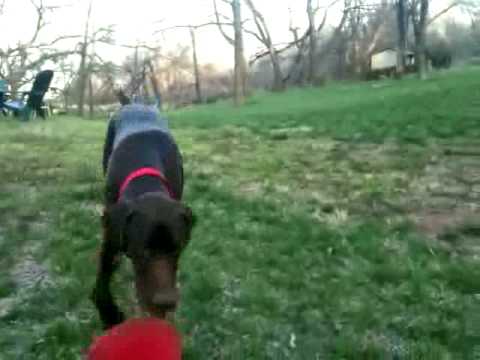 German Shorthaired Pointer Dog Playing Frisbee