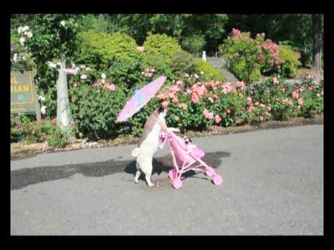 PUG PUSHES STROLLER - PORTLAND OREGON