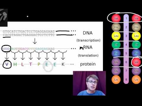 Genotypes and Phenotypes