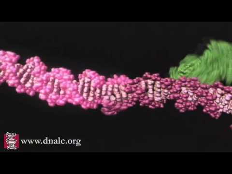 Mechanism of Recombination