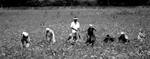 Workers tending crop fields off of the highway from Dharwad to Hampi.