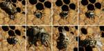 Emergence of a black bee (Apis mellifera mellifera)