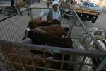 A Palestinian vendor shows his livestock to buyers at market Rafah, southern Gaza Strip, on November 03, 2011 ahead of the Muslim Eid al-Adha festival at the end of the week. Muslims across the world are preparing to celebrate the annual 