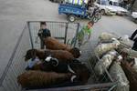 A Palestinian vendor shows his livestock to buyers at market Rafah, southern Gaza Strip, on November 03, 2011 ahead of the Muslim Eid al-Adha festival at the end of the week. Muslims across the world are preparing to celebrate the annual 