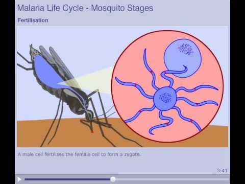 Malaria_lifecycle-mosquito_stages-CS3_BG.avi