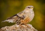 Alpine Accentor