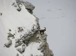 Ibex standing on cliff in winter.