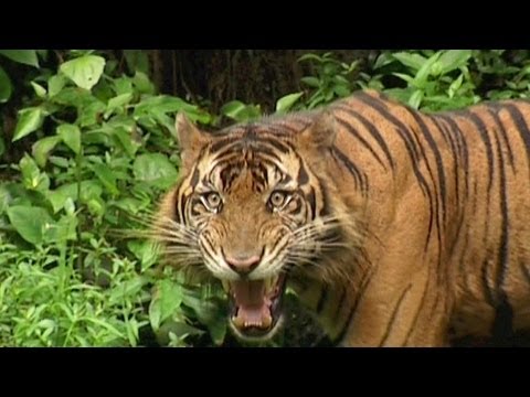 SUMATRAN TIGER - Vanishing Species...