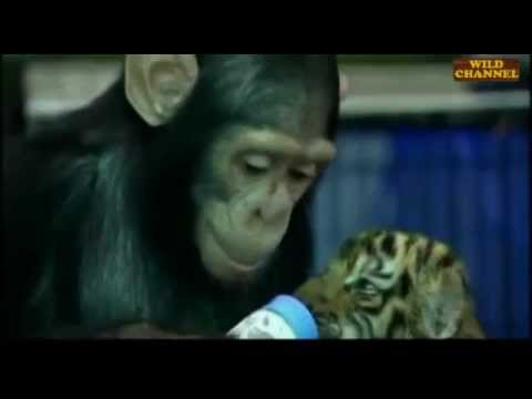 Monkey feeds baby tiger